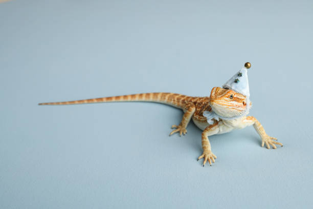 istock Bearded dragon, pogona vitticeps, isolated on blue background, Tiger Pattern Morphs. Professional studio macro photography on isolated blue background. Dragon in a New Year's blue cap. New Year card. 1747474131