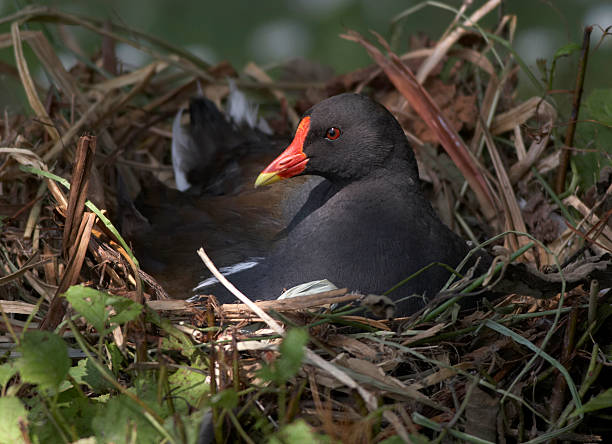 Moorhen on the nest Moorhen on the nest moorhen bird water bird black stock pictures, royalty-free photos & images