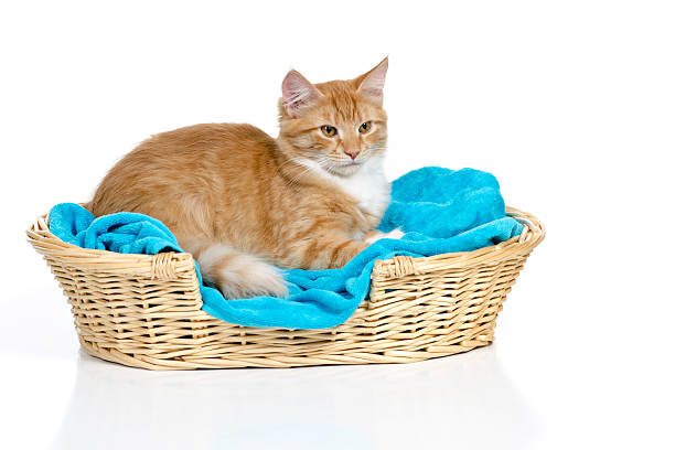Cat Resting In a Cozy Bed stock photo