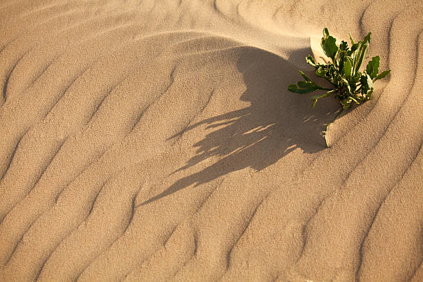 Small plant growing from the sand in desert