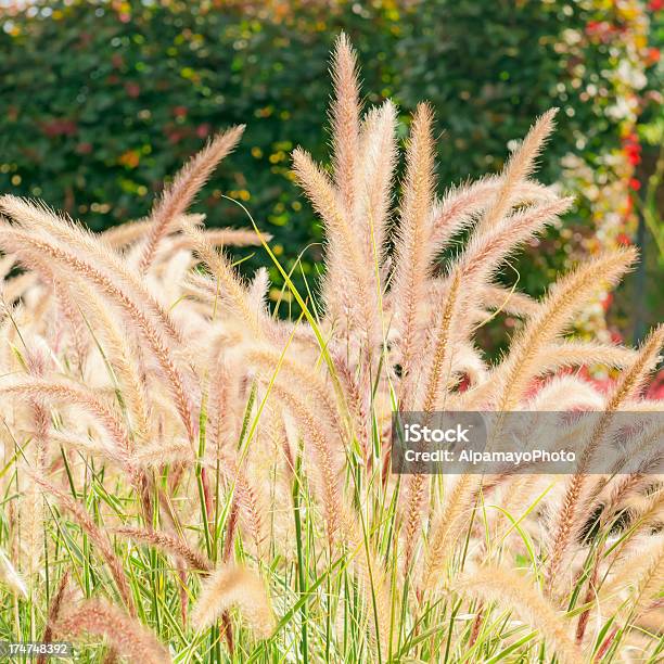Fountain Grass In Autumn Xvi Stock Photo - Download Image Now