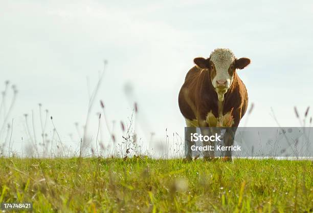 Photo libre de droit de Bull Sur Meadow banque d'images et plus d'images libres de droit de Humour - Humour, Vache, Agriculture