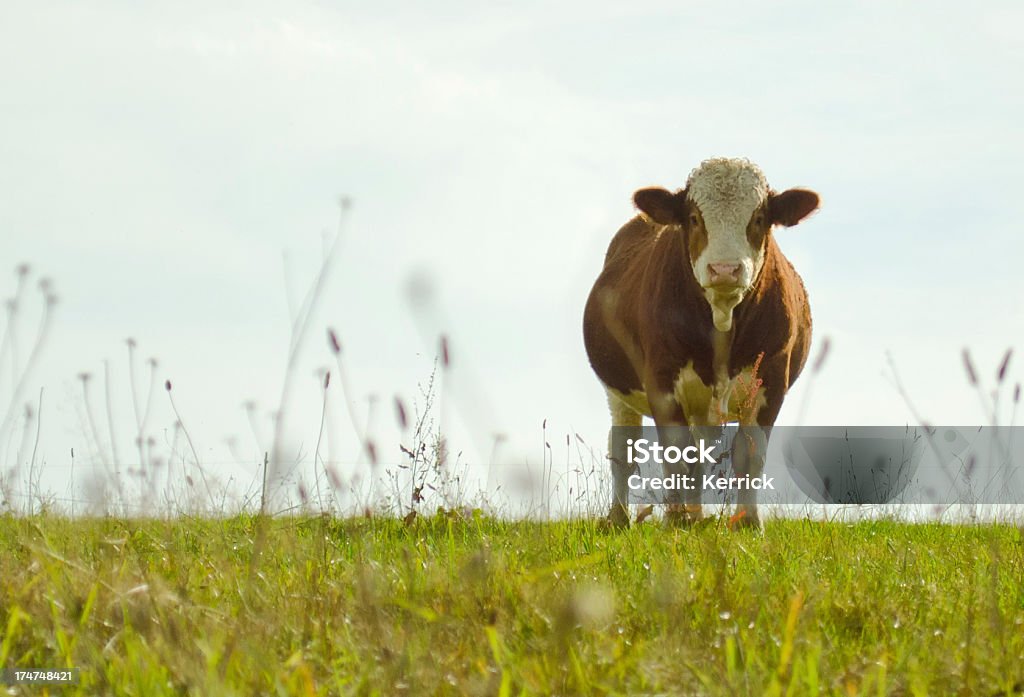 Bull su prato - Foto stock royalty-free di Humour