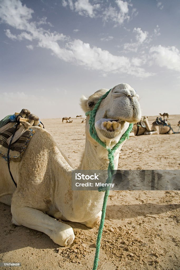 funny camellos en el desierto del sáhara - Foto de stock de Aire libre libre de derechos