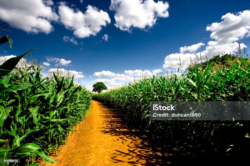 Farm track - Lizenzfrei Mais - Zea Stock-Foto