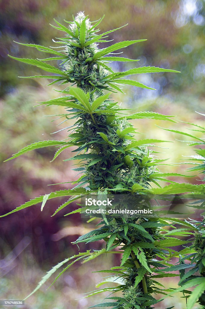 Cannabis - Photo de Agriculture libre de droits