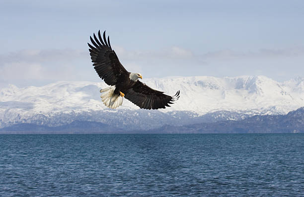 Águia Careca com Mountian fundo, Alasca - fotografia de stock