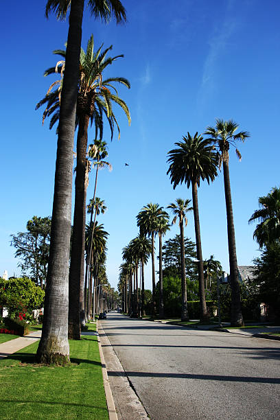 istock Street lined with Palm Trees in Beverly Hills 174748859