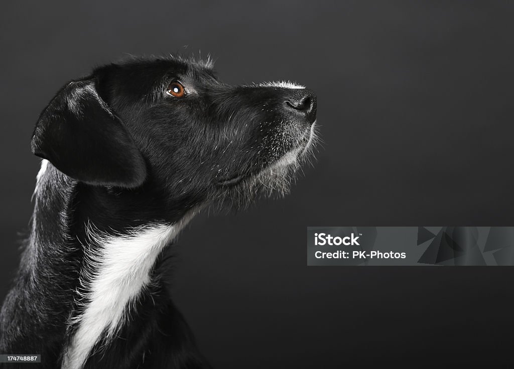 Hund Porträt mit Textfreiraum - Lizenzfrei Hund Stock-Foto