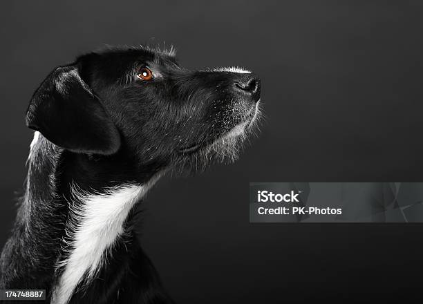 Pies Portretkopiować Miejsca - zdjęcia stockowe i więcej obrazów Czarny kolor - Czarny kolor, Pies, Czarne tło