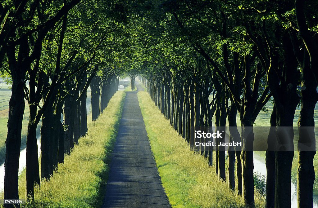 Country Road com árvores - Foto de stock de Agricultura royalty-free