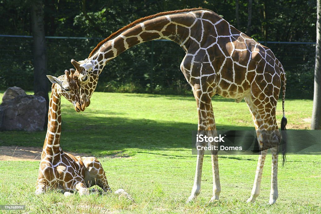 Zwei Herzen - Lizenzfrei Giraffe Stock-Foto