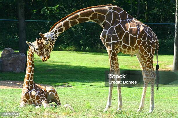 Zwei Herzen Stockfoto und mehr Bilder von Giraffe - Giraffe, Baum, Braun