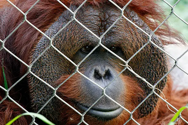 A caged orangutan.