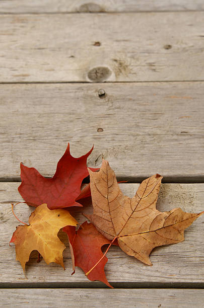 colourful maple leaves on a wooden floor stock photo