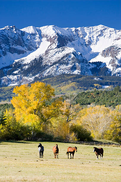 istock High Country horses 174749341