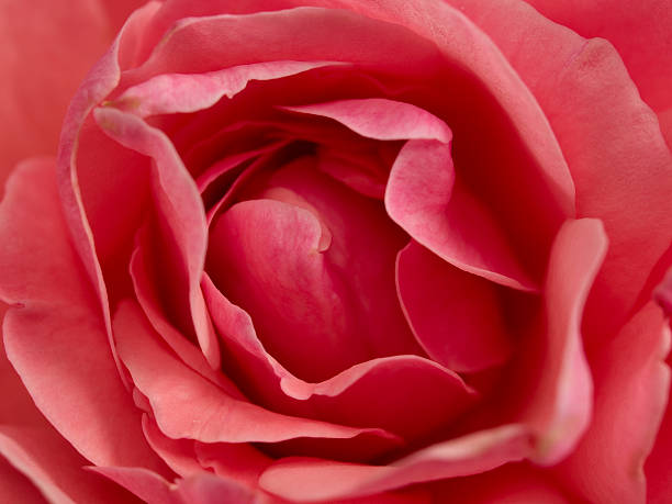 rose close up - close to moving up single flower flower foto e immagini stock