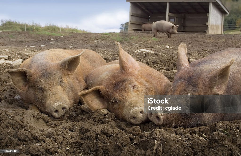 Drei kleine Schweinen - Lizenzfrei Schweineproduktion Stock-Foto