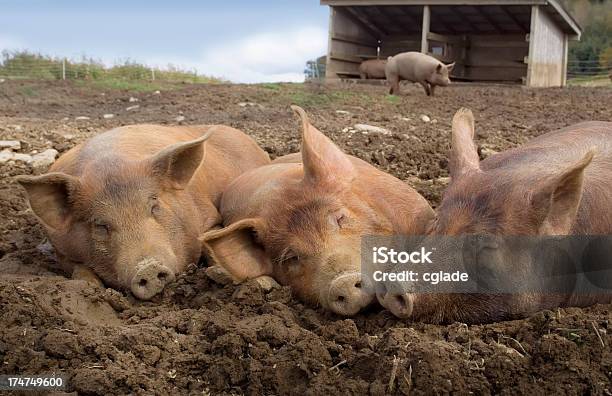 Drei Kleine Schweinen Stockfoto und mehr Bilder von Schweineproduktion - Schweineproduktion, Menschen, Schlamm