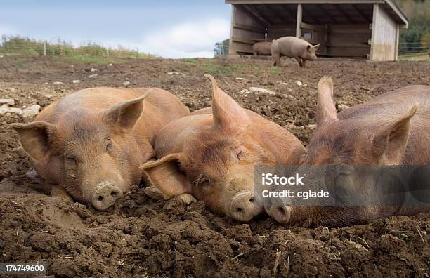 Три Маленькие Свинок — стоковые фотографии и другие картинки Свиноводство - Свиноводство, Грязь, Люди