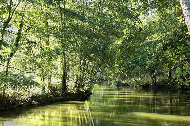 paisible rivière green avec la lumière du soleil et des arbres en france - vendee photos et images de collection