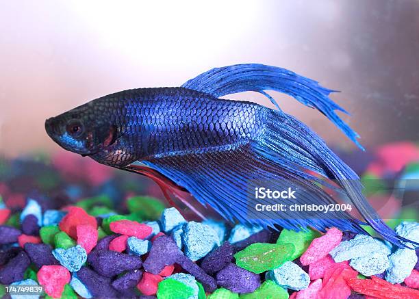 Foto de Peixe Betta e mais fotos de stock de Beta - Beta, Animal de estimação, Animal