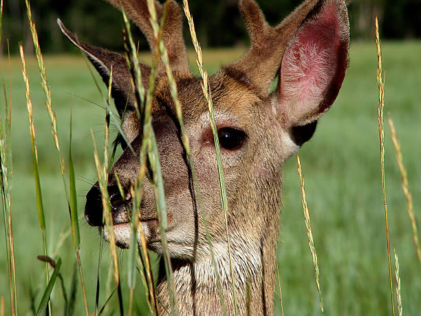 deer closeup stock photo