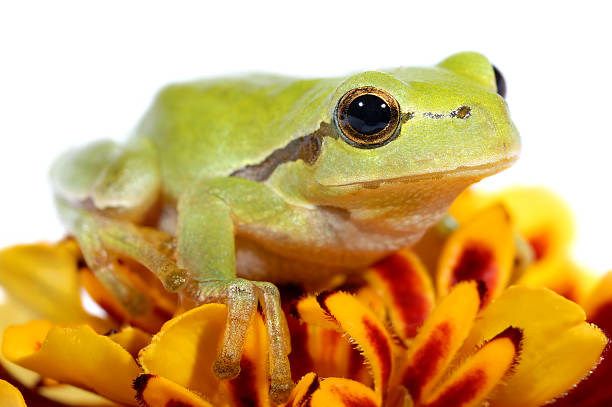 drzewo-żaba na kolor kwiatów-zbliżenie - frog water isolated drop zdjęcia i obrazy z banku zdjęć