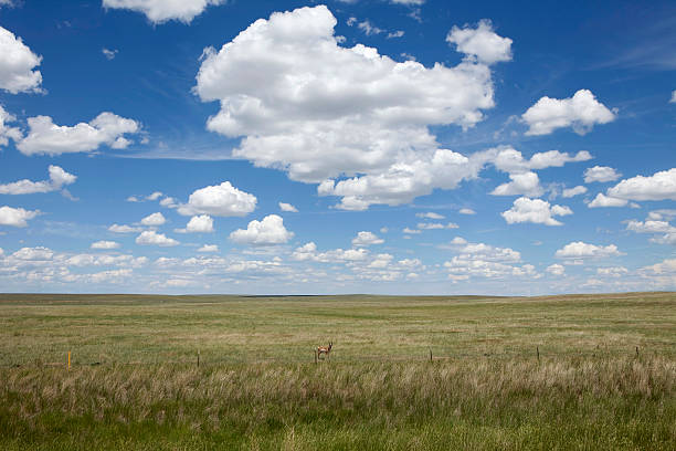 istock Grasslands of Great Plains in Wyoming 174750091