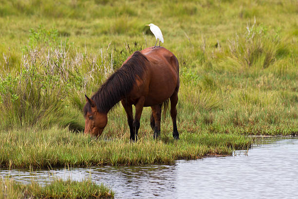 istock Brown Chincoteague Pony With Cattle Egret On Its Back 174750286