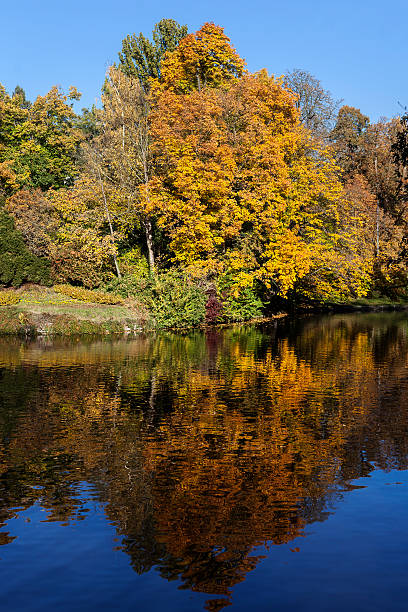istock Autumnal trees in a park 174750349