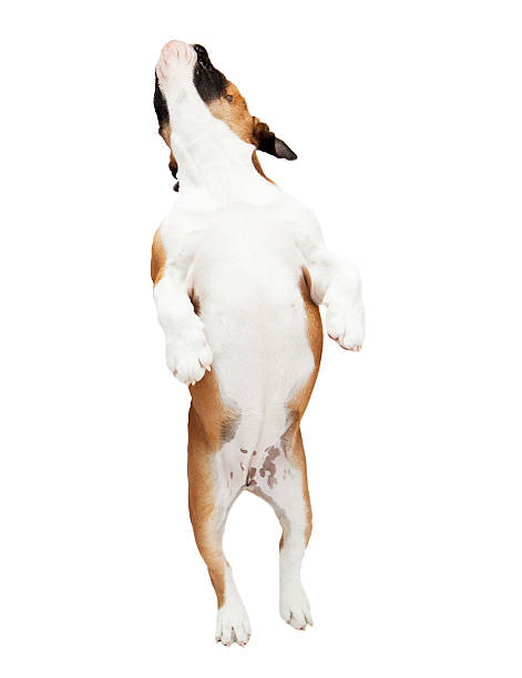 istock English Bulldog Jumping 174750454