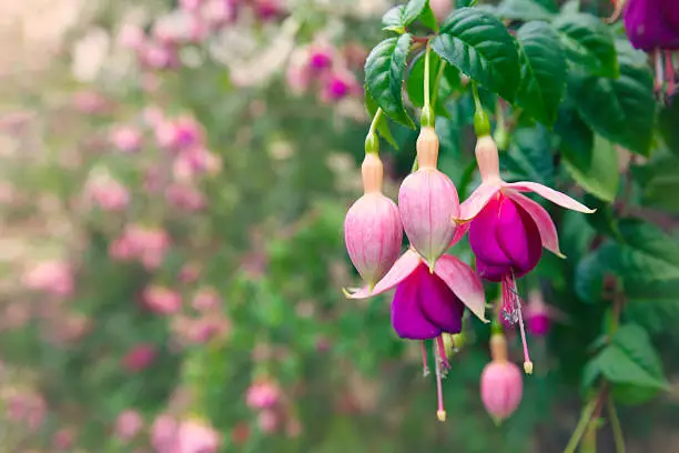 Pink and purple fuchsia in bloom in a garden.
