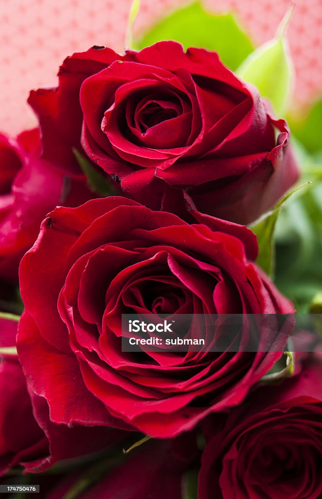 赤いバラ - 12本のバラのロイヤリティフリーストックフォト