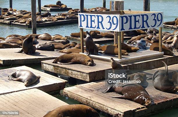 Pier 39 In San Francisco Stockfoto und mehr Bilder von 35-39 Jahre - 35-39 Jahre, Anlegestelle, Bucht