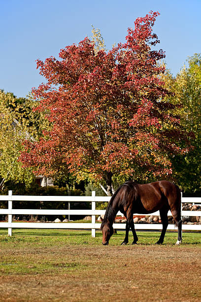 istock Bay Horse and Autumn Colors 174750563