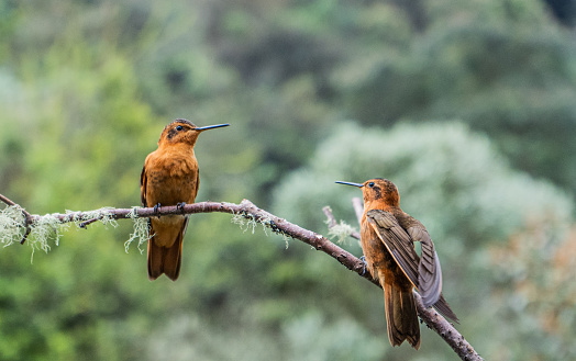 two small hummingbirds on a branch in the forest