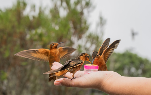 group of hummingbirds on the hand of a feeding person