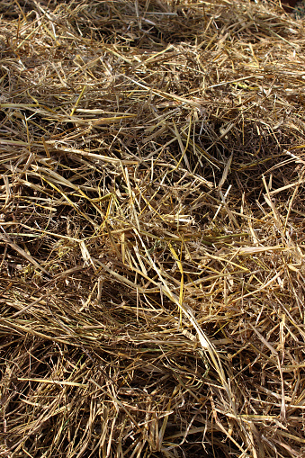 Hay, straw, or dry grass, used in gardening and agriculture for covering, protecting and nourishing the soil and composting, in livestock farming for animal feed and in bioconstruction.