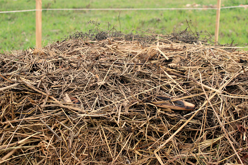 Close-up view of the layer of straw, or dry grass, from a compost windrow, used to cover decomposing organic material through the composting process.