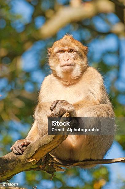 Macacos Em Uma Árvoredegibraltar - Fotografias de stock e mais imagens de Aberto - Aberto, Animal, Animal selvagem