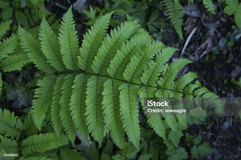 Helecho profunda madera - Foto de stock de Helecho libre de derechos