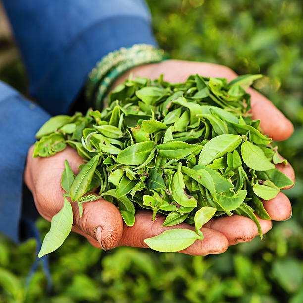 indian pickers depena folhas de chá de darjeeling, índia - tea crop tea leaves plantation farmer imagens e fotografias de stock