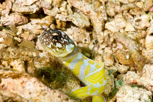 Yellowbarred jawfish - Opistognathus sp.