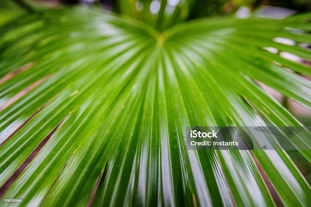 Palme Blätter - Lizenzfrei Blatt - Pflanzenbestandteile Stock-Foto