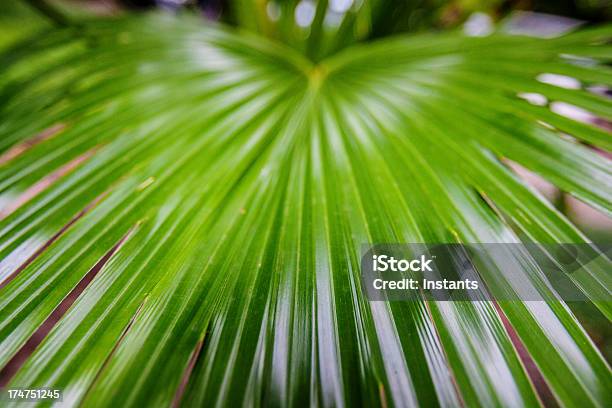 Palme Blätter Stockfoto und mehr Bilder von Blatt - Pflanzenbestandteile - Blatt - Pflanzenbestandteile, Exotik, Fotografie