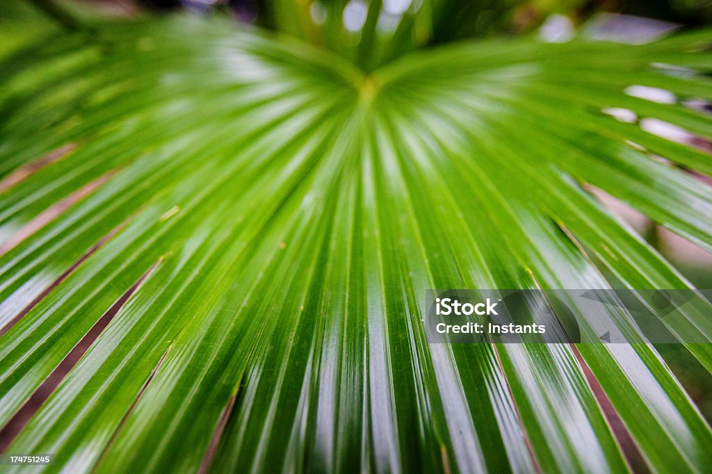 Feuille de palmier - Photo de Caractéristiques de la végétation libre de droits