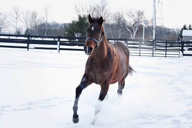 Woman jockey petting and riding her horse while enjoying winter breaks and snow