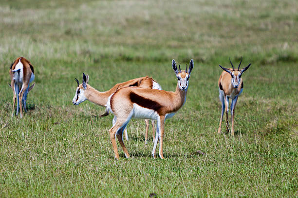 istock Springboks in South Africa 174751286