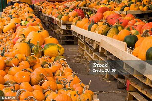 Pumpkins - Fotografie stock e altre immagini di Arancione - Arancione, Autunno, Cerchio